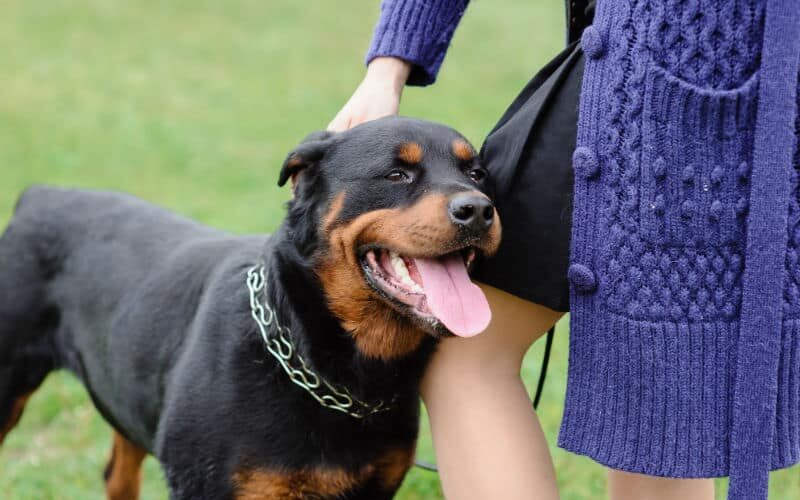 Rottweiler é bravo? 5 mitos e verdades sobre a raça!