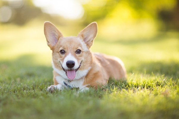 Sete fatos sobre o Corgi