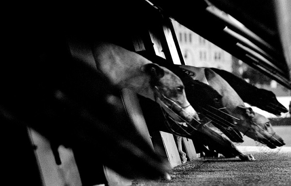 Assembleia Legislativa de Santa Catarina aprova o fim da corrida de cães