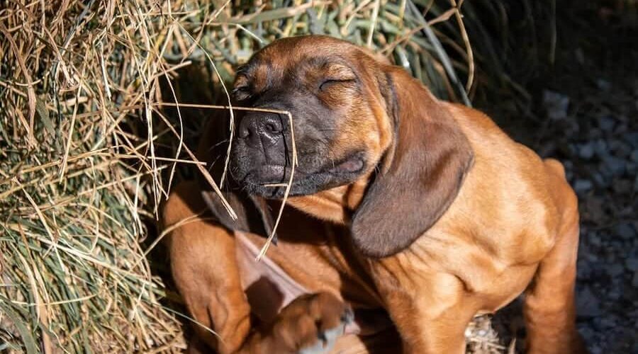 Cachorro com coceira e feridas: o que pode gerar isso?