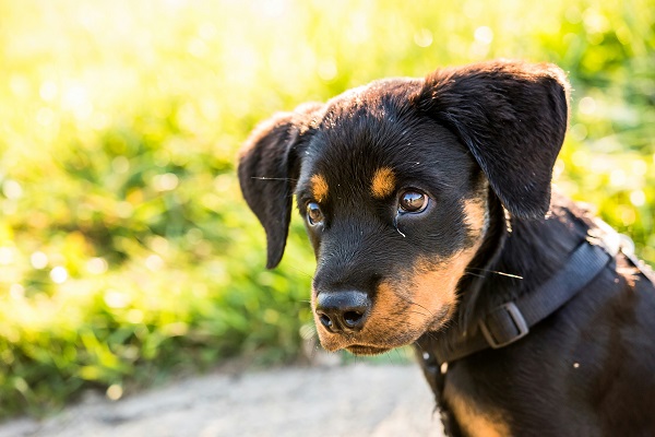 Cachorro pode comer jiló?