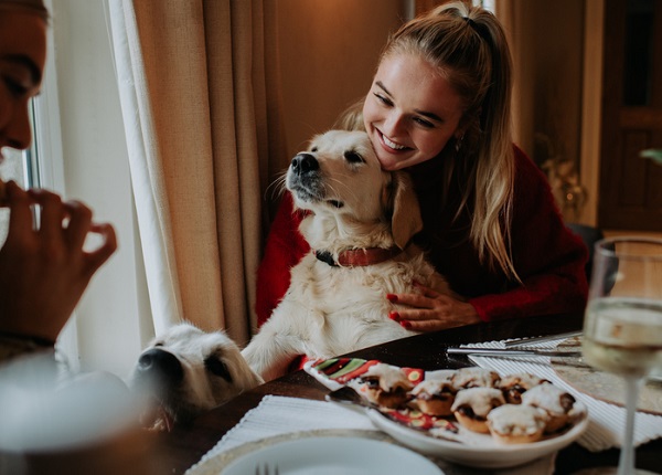 Como evitar que seu cachorro peça comida durante a ceia