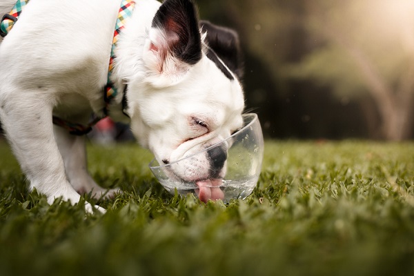 Cuidados com cães durante o verão