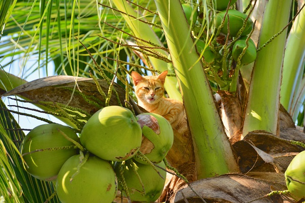 Gato pode comer coco? Entenda mais sobre a alimentação dos felinos