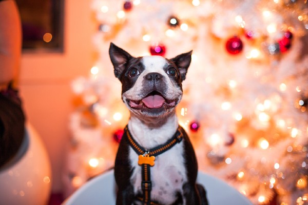 Música de Natal para cachorro
