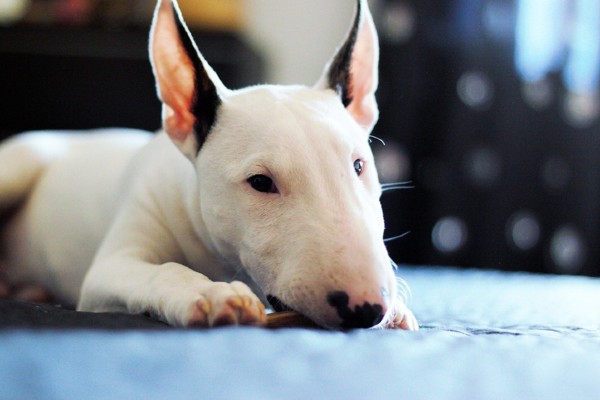 Sete fatos sobre o Bull Terrier