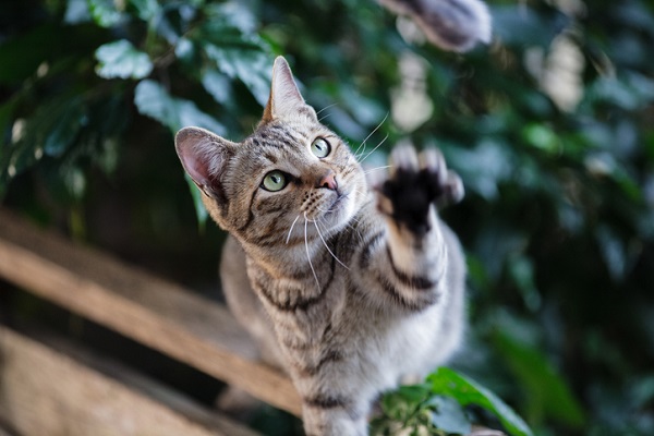 15 Plantas que gatos podem comer