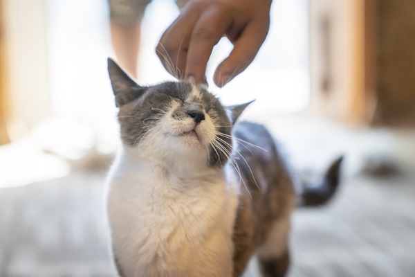 3 características que fazem dos gatos animais fantásticos