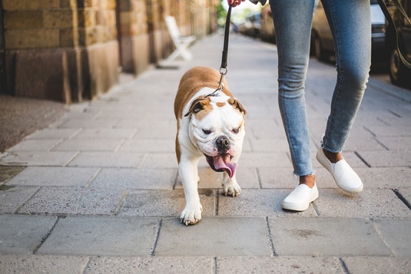 3 dicas para manter o peso do seu cachorro em dia