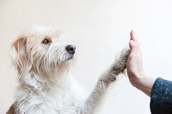 5 metas para viver com o seu cão em 2022