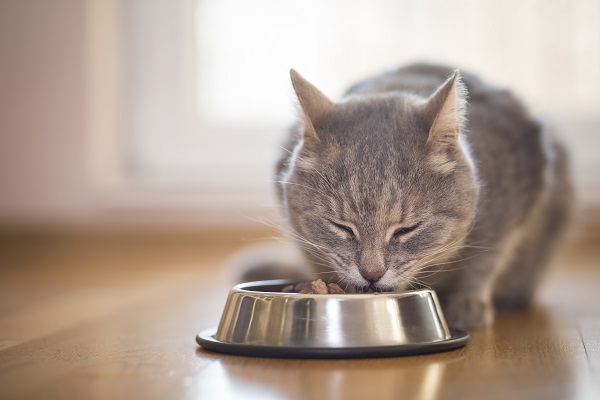 5 motivos para o seu gato comer ração Super Premium