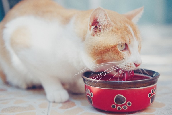 8 dicas para seu gato beber mais água nesse verão