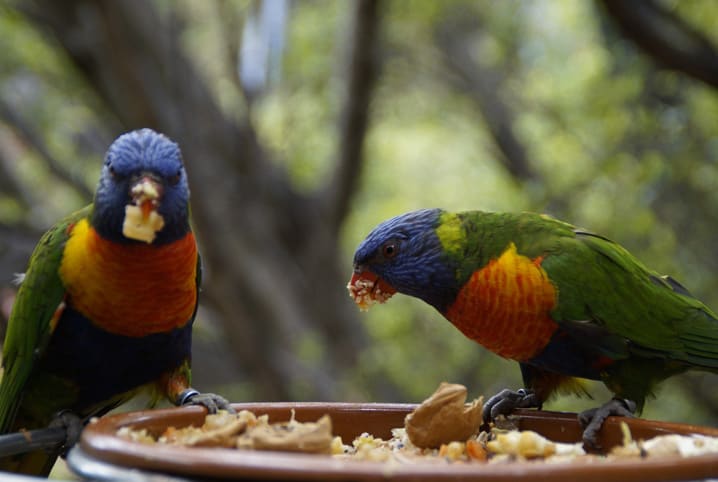 Alimentos para pássaros: o que oferecer para esses bichinhos
