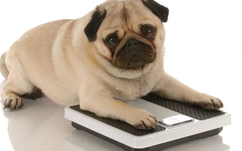 Cachorro obeso: como identificar e tratar