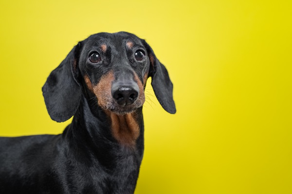 Papagaio pode comer carambola? Confira se a fruta deve fazer parte da dieta do pet!