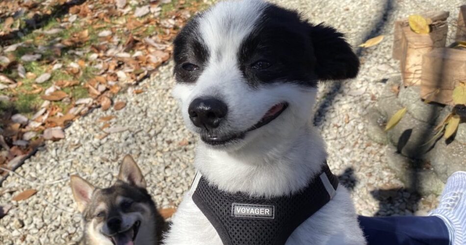 Cachorro sorridente faz sucesso nas redes sociais
