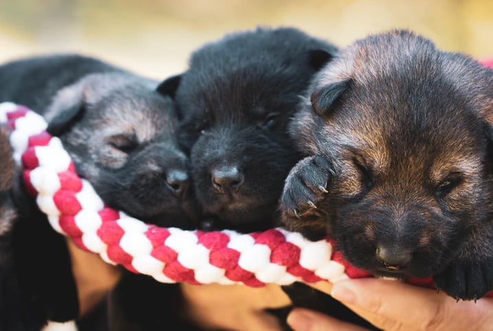 Colostro para cachorro ajuda no crescimento