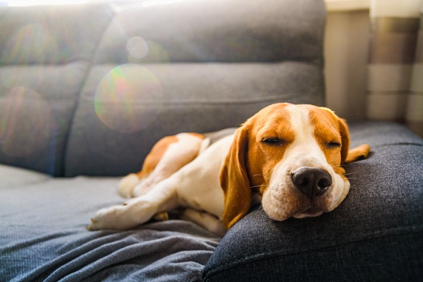 Depressão em cachorro: uma realidade ou apenas moda?