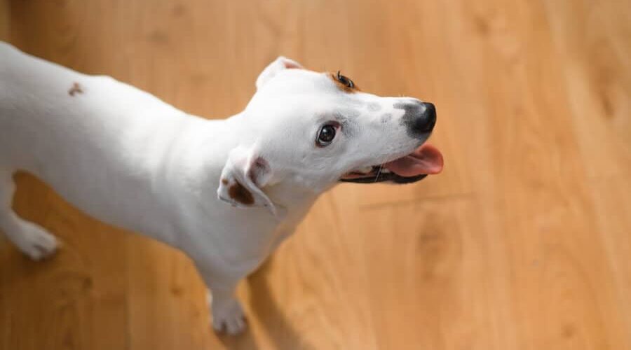 Descubra se cachorro pode comer farinha de milho