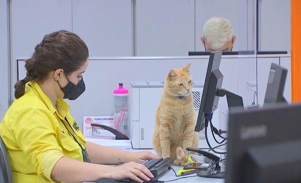 Gato ganha crachá de funcionário em Poupatempo no interior de SP
