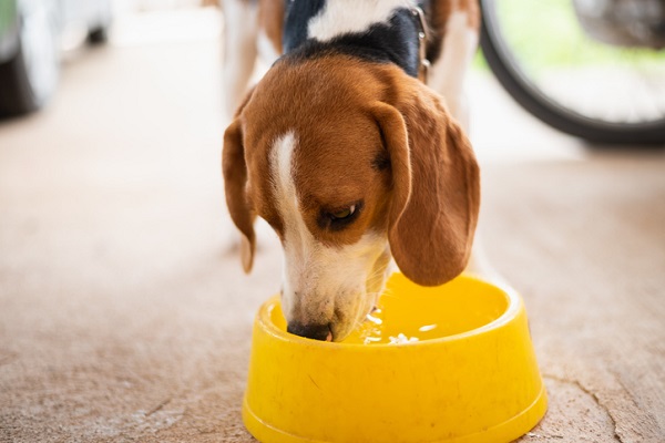 Pode dar água gelada para cachorro?