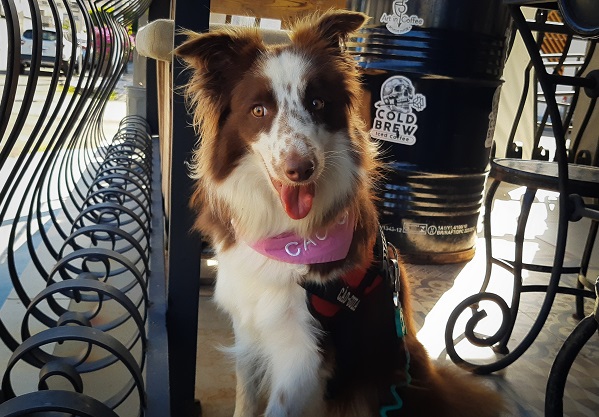 Quantos anos vive um Border Collie?