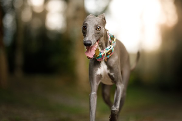 Sete fatos sobre o Greyhound