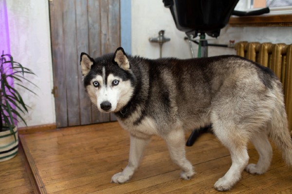 Sete fatos sobre o Husky Siberiano