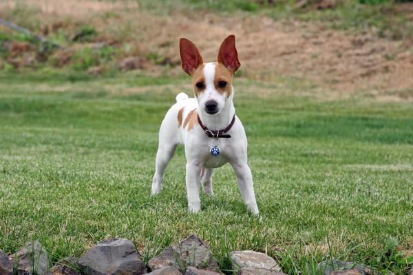 Sete fatos sobre o Jack Russell Terrier