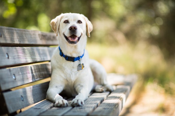 Sete fatos sobre o Labrador