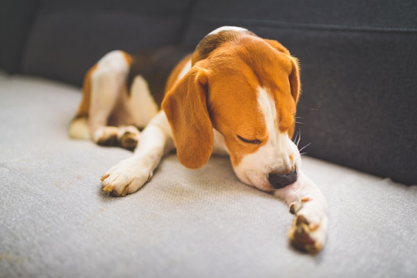 Verme do coração em cães: tudo o que você precisa saber sobre a dirofilariose