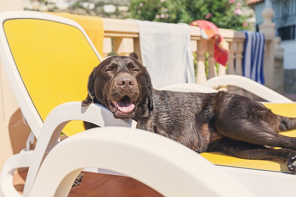 3 produtos para refrescar seu pet no verão