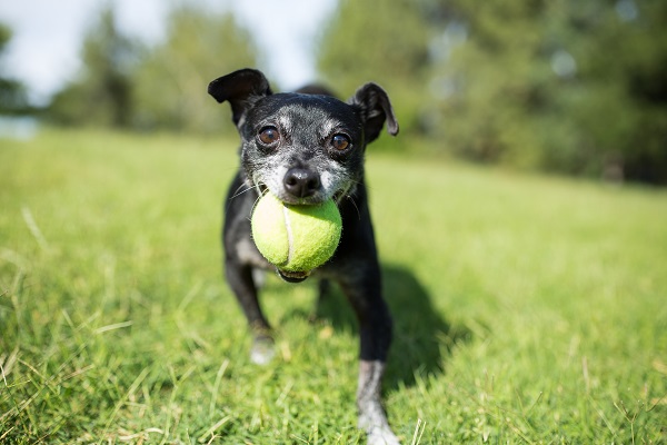 4 brinquedos para seu cachorro idoso