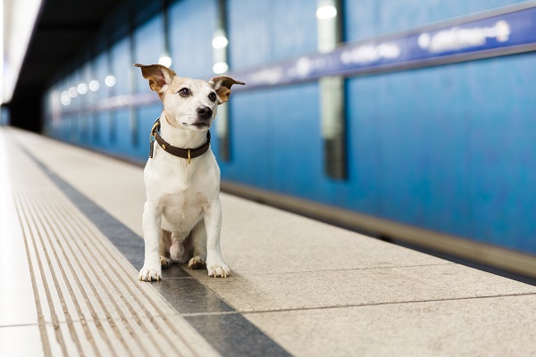 Cachorro pode andar de ônibus e metrô?