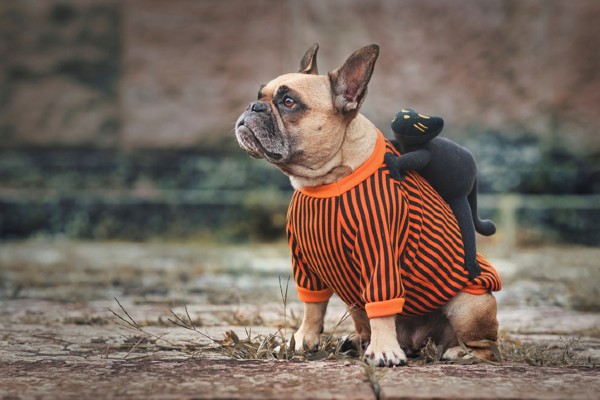 Carnaval Petlove – ganhe cerveja Cãolorado para o seu cachorro ou graminha para o seu gato