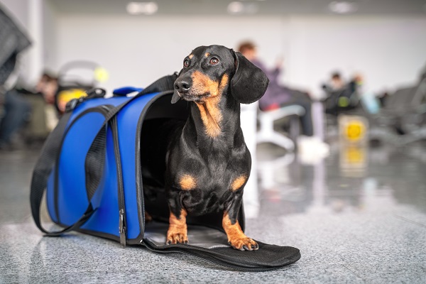 Como cachorro pode viajar