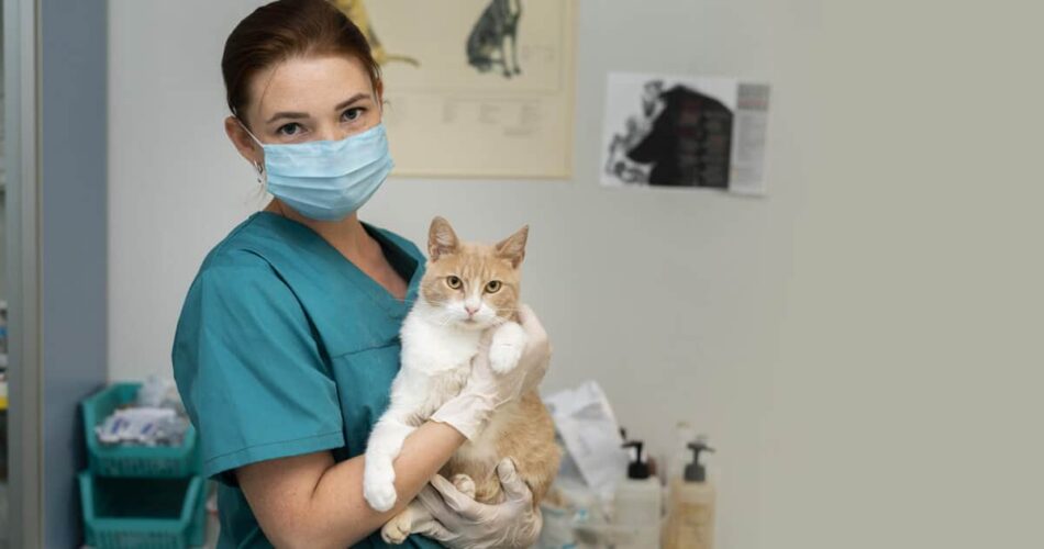 Esporotricose em gatos: saiba como proteger seu peludo desta doença perigosa