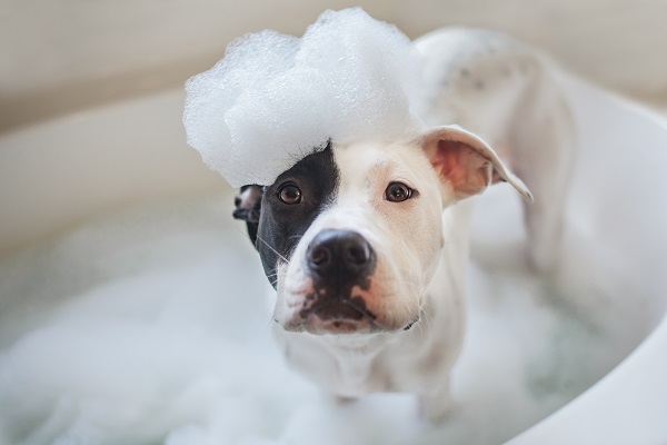 Quando cachorro pode tomar banho?