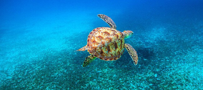 Quiz – Você sabe o que é verdade e o que é mito sobre as tartarugas?