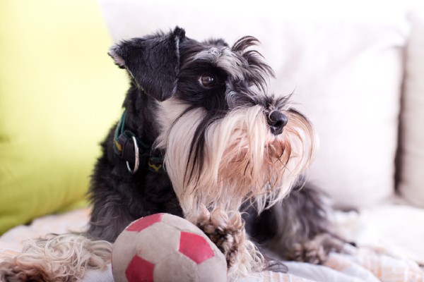 Sete fatos sobre o Schnauzer