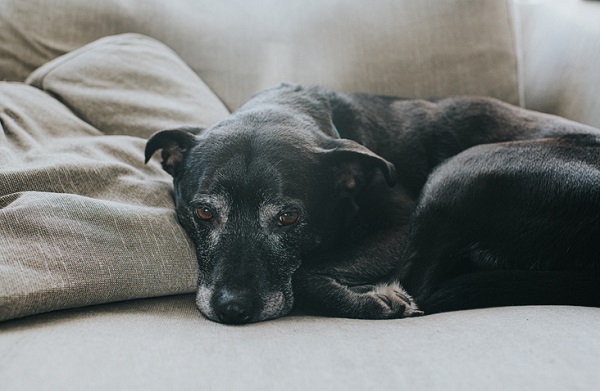 Você sabia que cães podem ter Alzheimer?