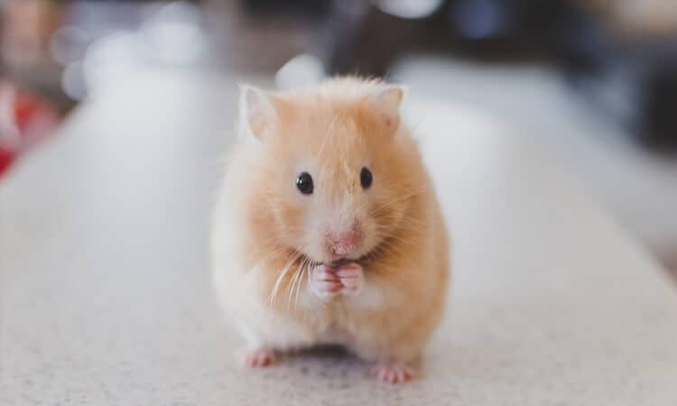 Xixi de hamster: como limpar a gaiola com segurança