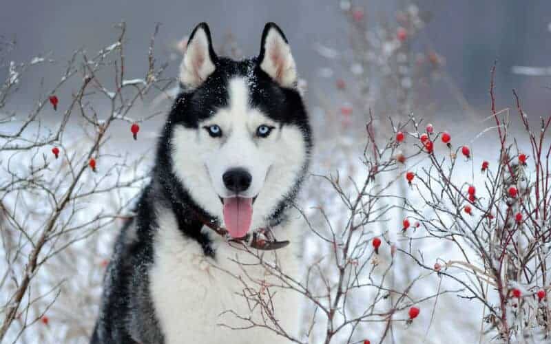 10 curiosidades sobre Husky Siberiano