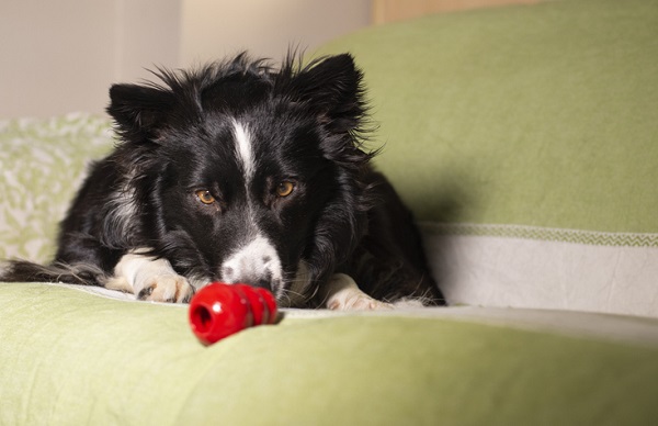 3 Brinquedos interativos para o seu cachorro