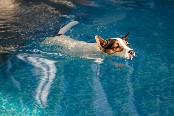 Cachorro na piscina: pode ou não pode?