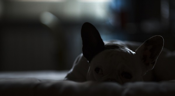 Cachorro pode dormir no escuro?