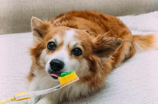 Cachorro pode escovar os dentes com pasta normal?