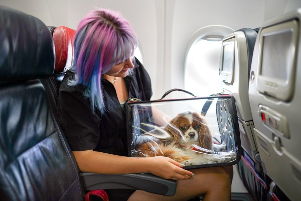 Cachorro pode viajar de avião no colo?