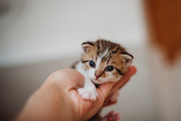 Nomes de gatos: mais de 900 ideias de nomes para a sua escolha