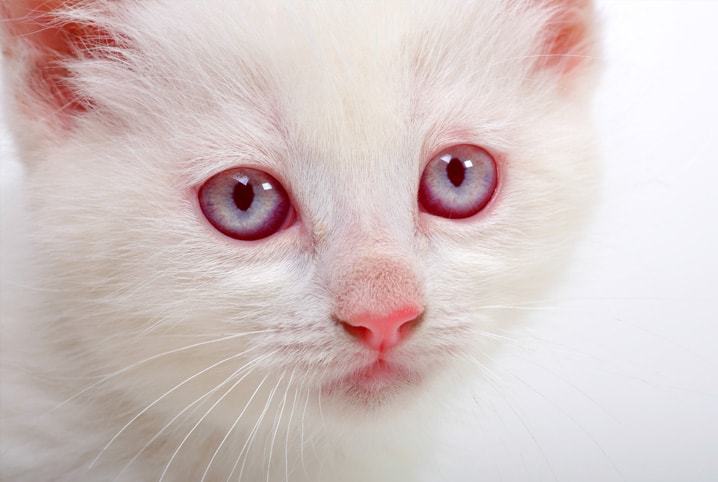 Gato albino ou branco: qual é a diferença?